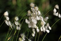 Gartnern Ohne Torf Bund Naturschutz In Bayern E V