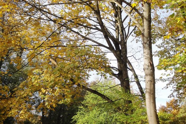 Ein Weg unter Bäumen im Stadtpark Neumarkt, Foto: Sigrid Schindler