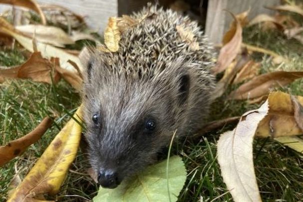 Der kleine Igel kommt aus seinem Häuschen heraus; Foto: Martina Gehret