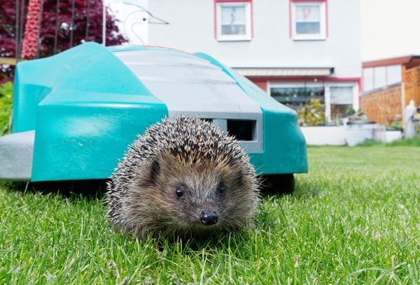 Mähroboter sind eine große Gefahr für Igel; Foto: Kerstin Ellersdorfer