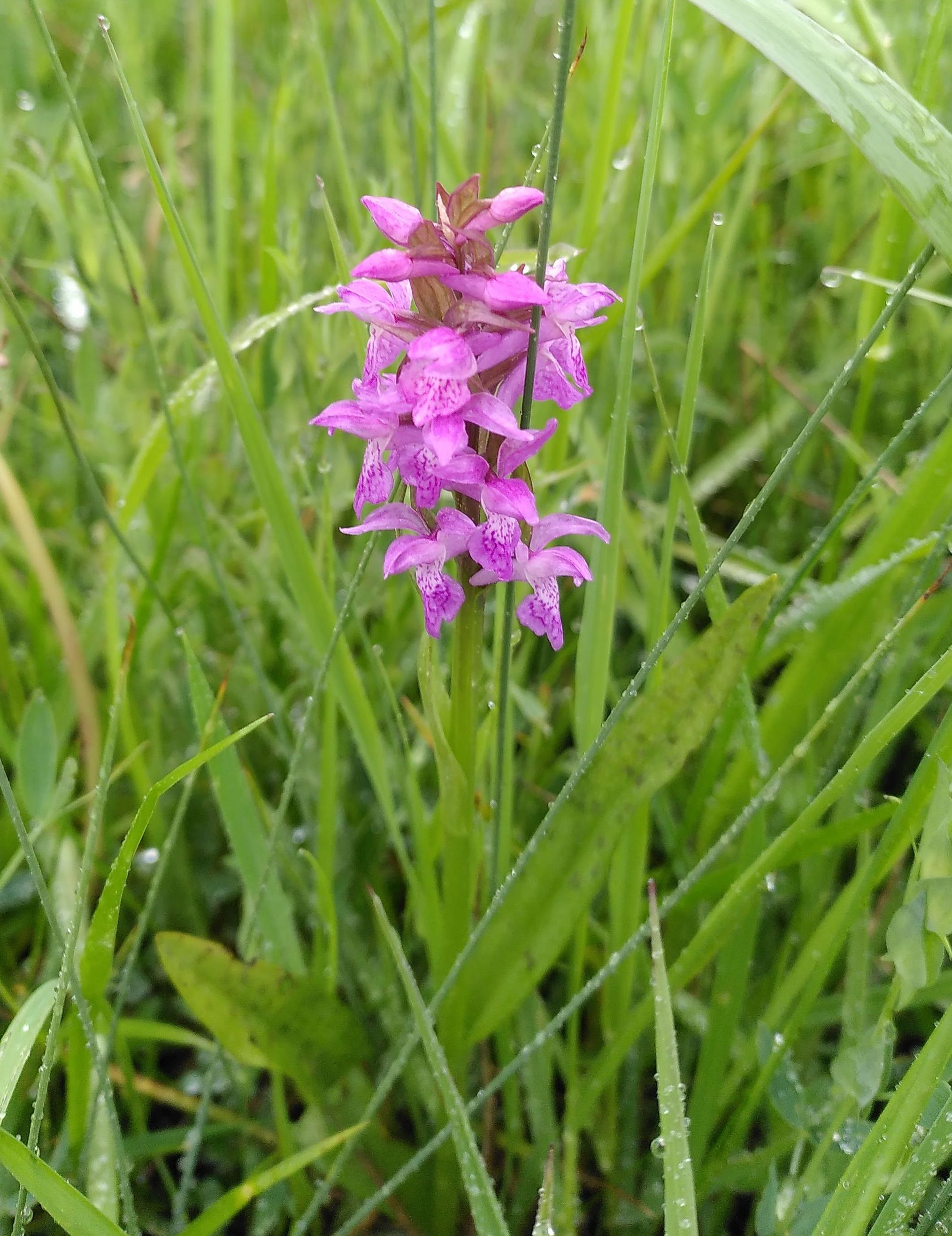Knabenkraut auf torfigem Niedermoorboden; Foto: Katrin Mayer