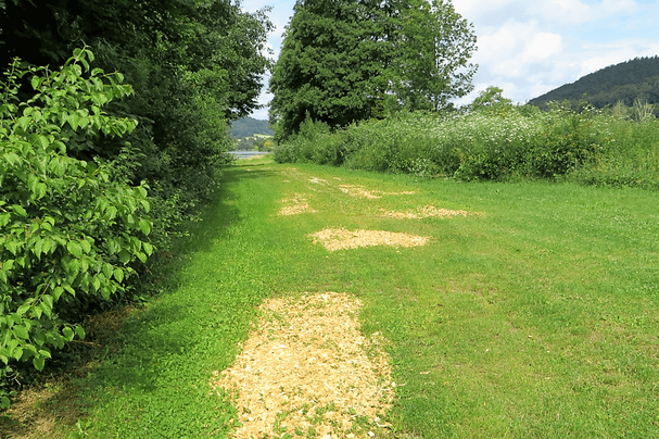 Ausgleichsfläche Gemarkung Mühlbach 