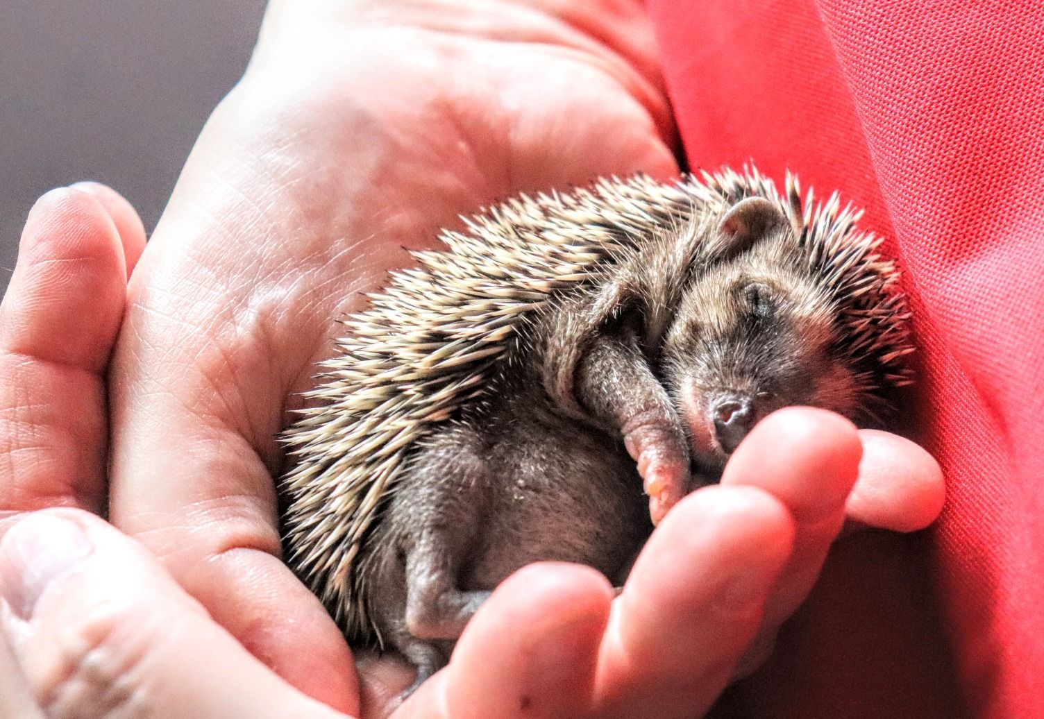 Ein Igel Baby in der Hand, Foto: Barbara Göttler