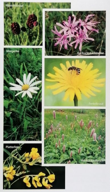 Blumenbunte Wiesen