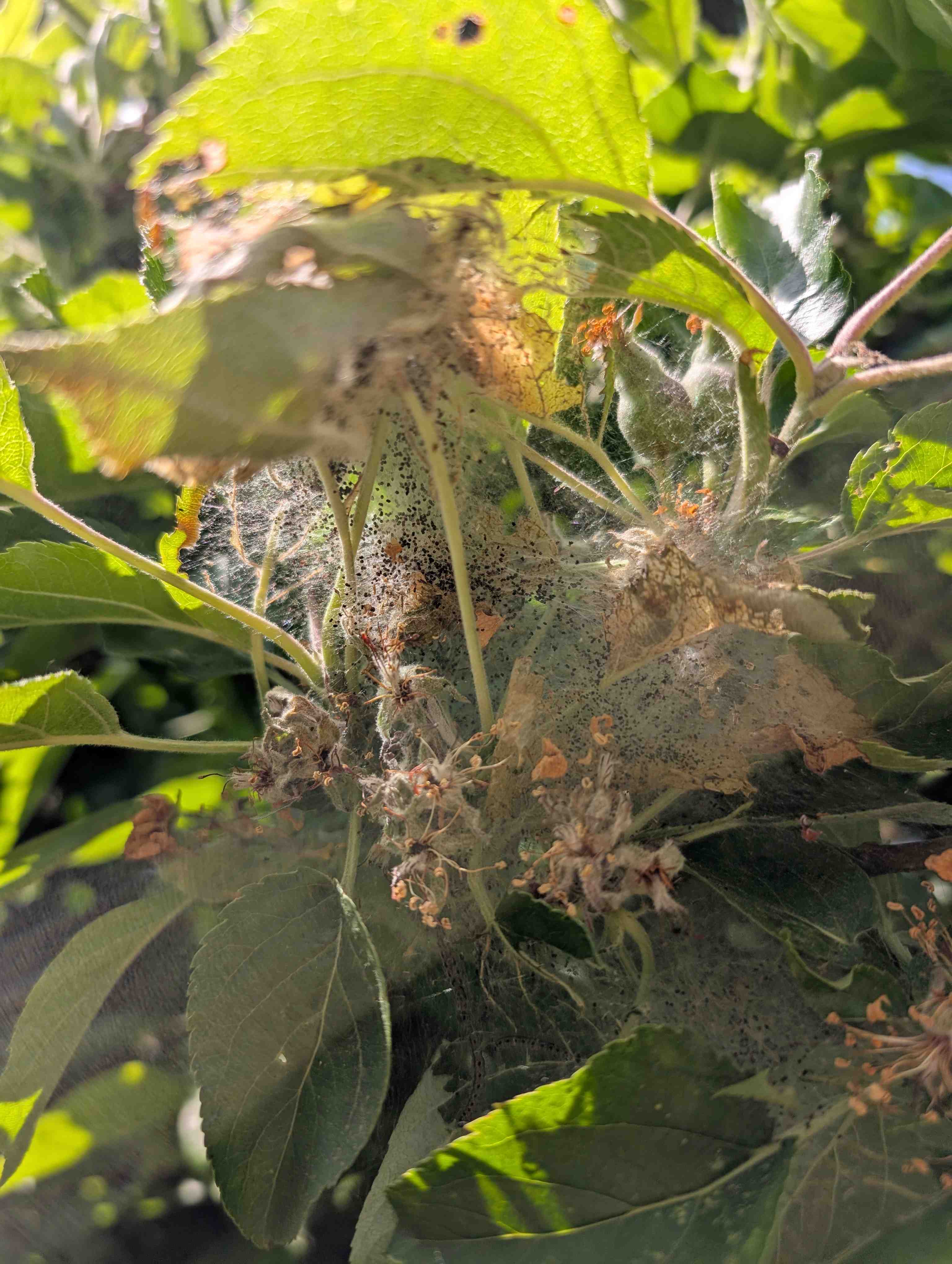 Gespinst an einem Apfelbaum - vermutlich waren es Apfel-Gespinstmotten; Foto: Katrin Mayer