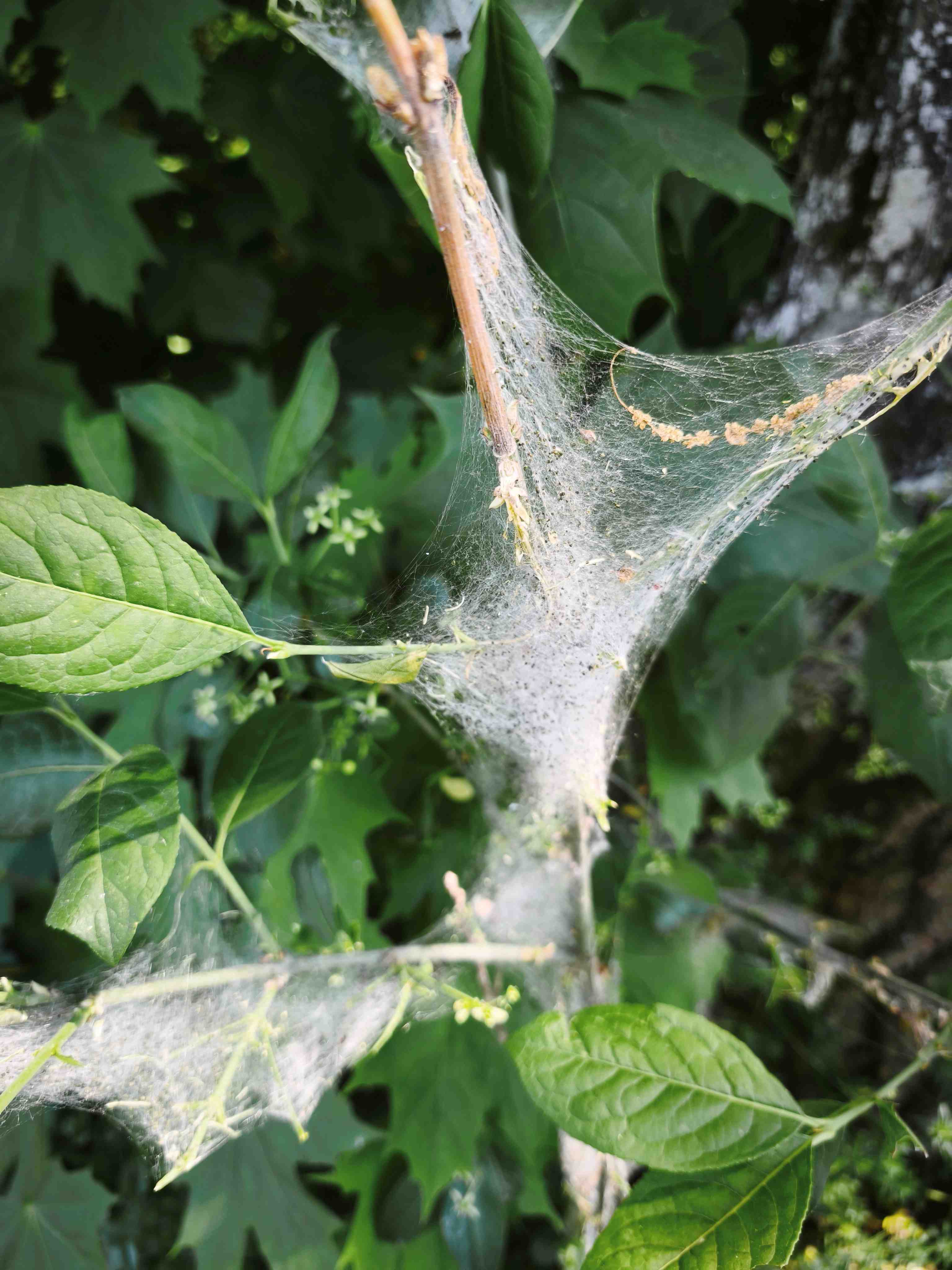 weiße Gespinste finden sich aktuell an vielen Bäumen und Sträuchern wie an diesem Pfaffenhütchen, Foto: Sigrid Schindler