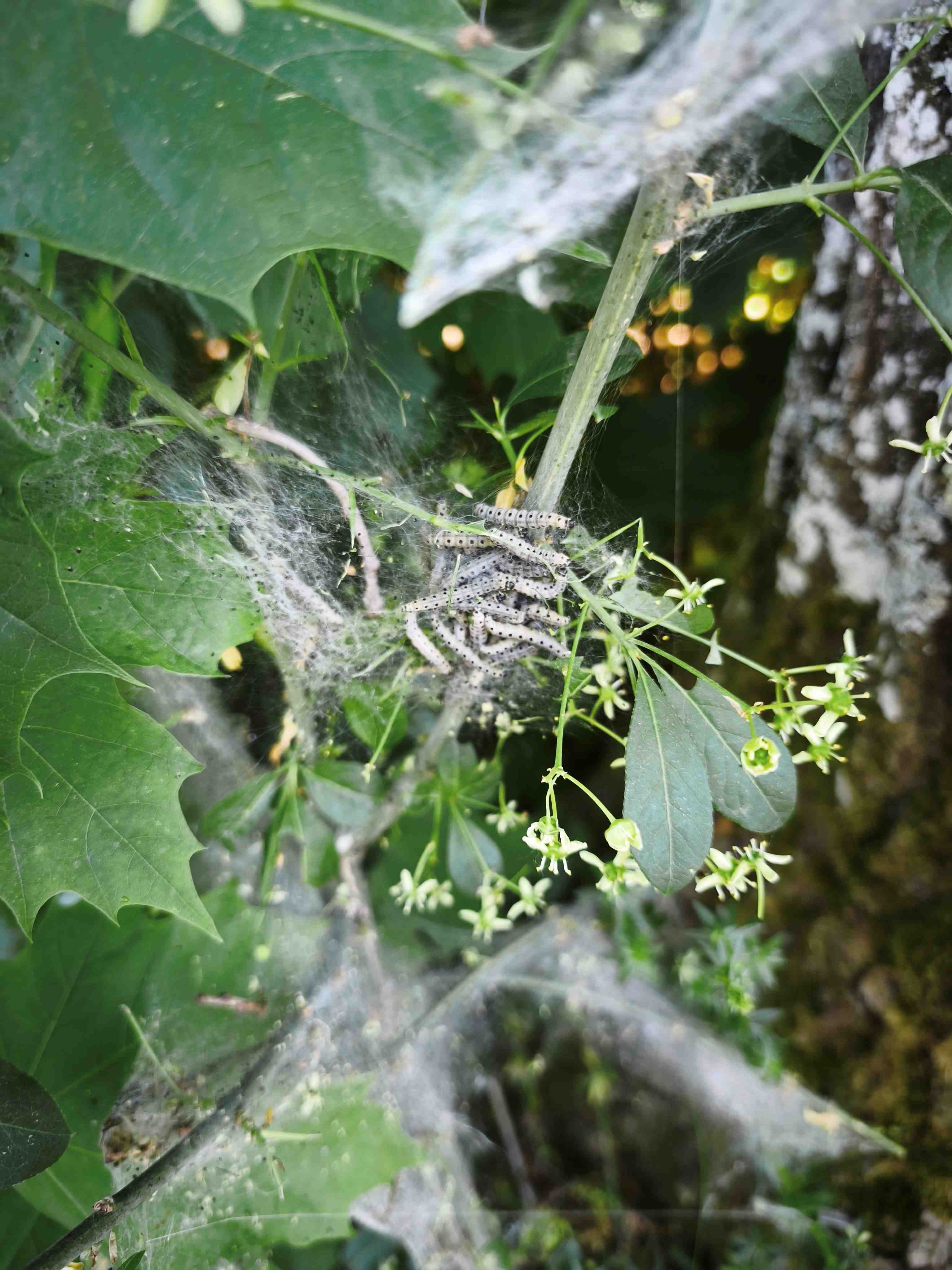 Pfaffenhütchen-Gespinstmotten an Pfaffenhütchen; Foto Sigrid Schindler