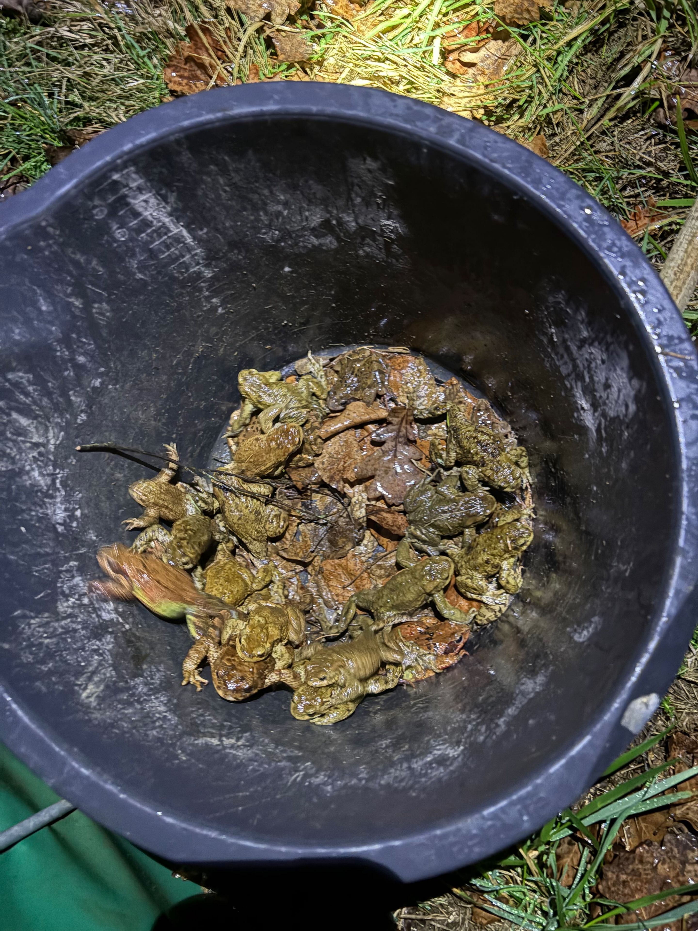 Die Eimer füllen sich - wer erkennt Kröten und Frösche? Foto: Florian Hofmann