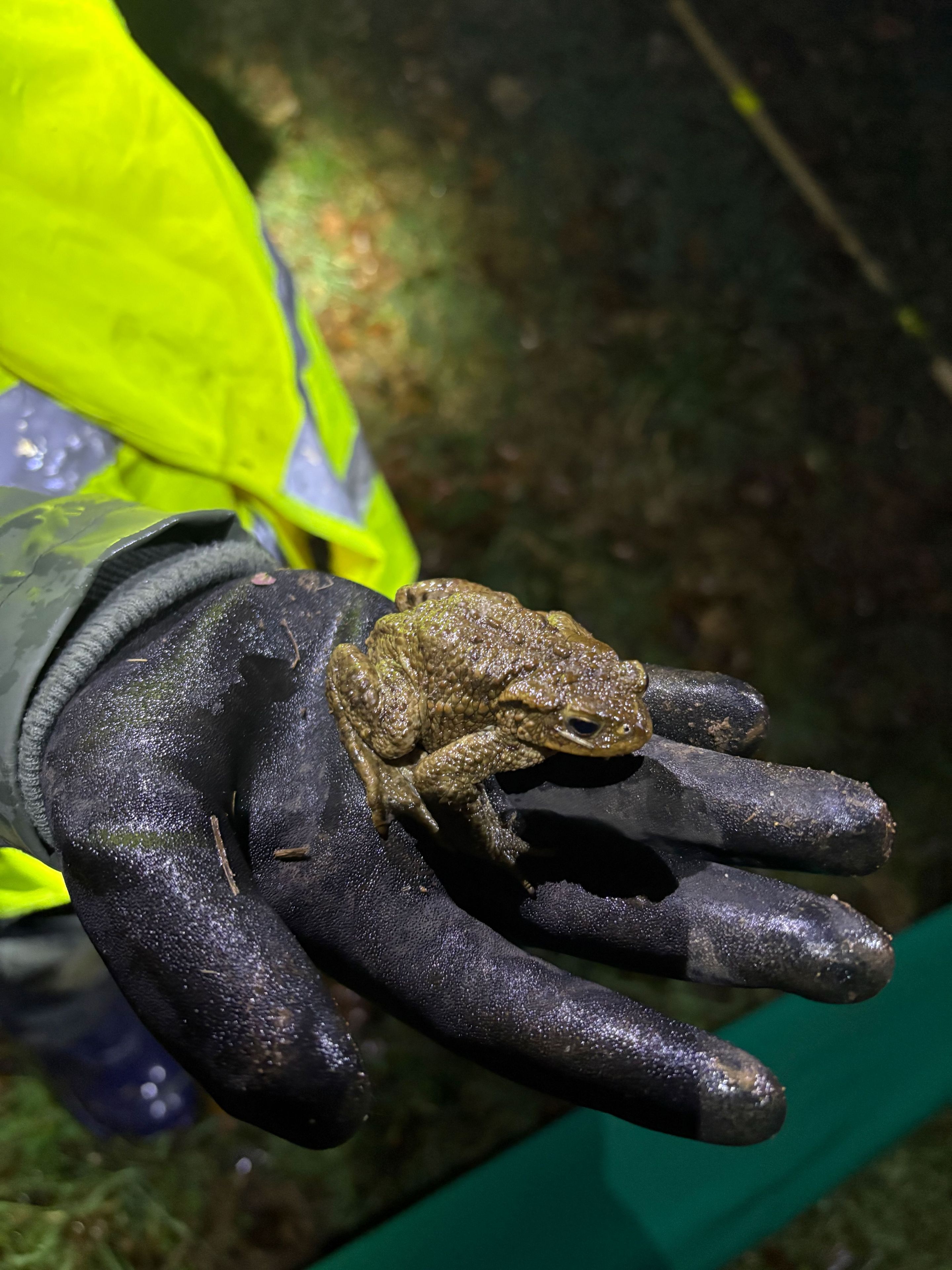 Ein Erdkrötenmännchen wird über die Straße getragen; Foto: Florian Hofmann
