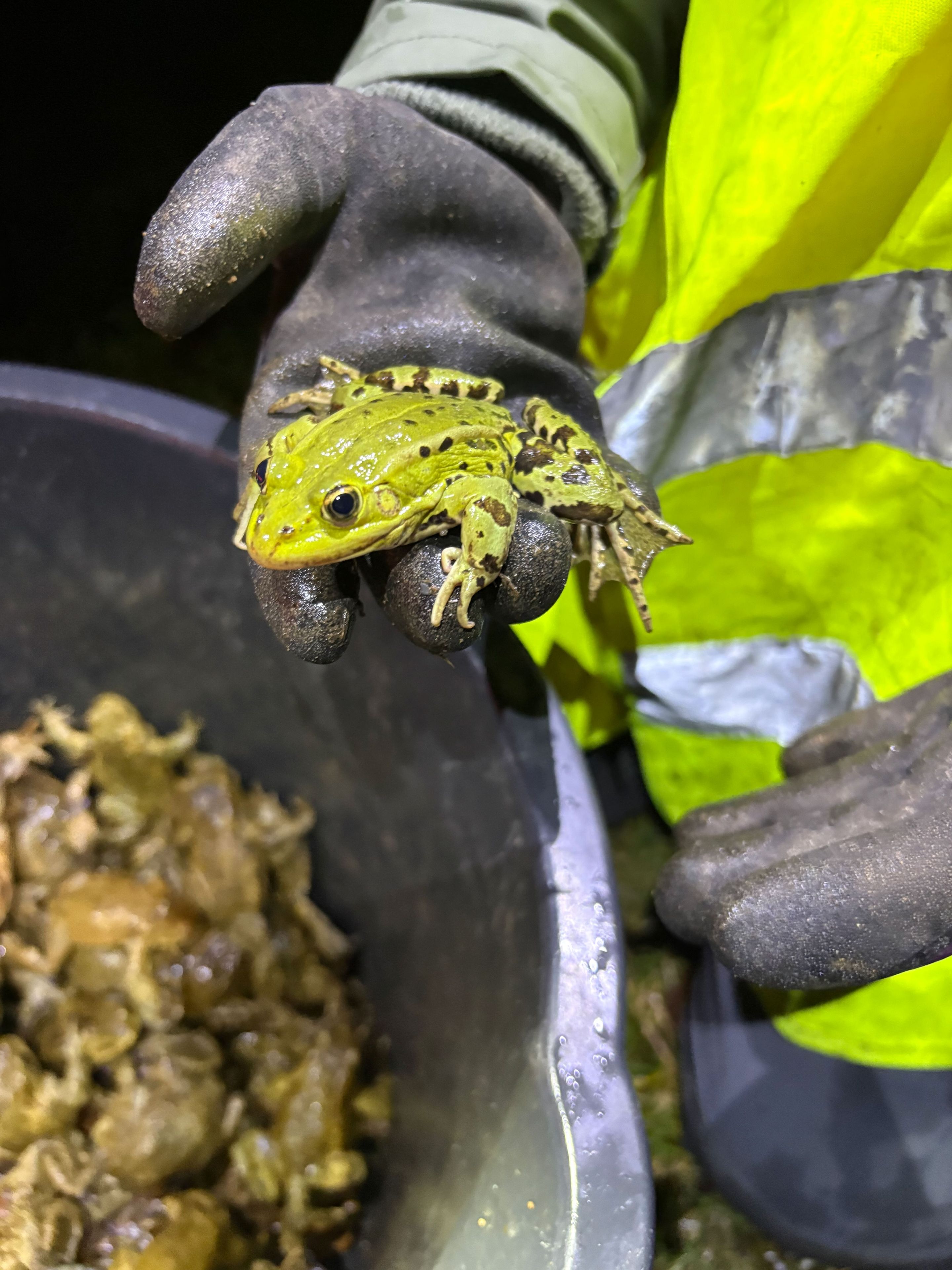 Auch Grünfrösche wandern an der Erbmühle; Foto: Florian Hofmann