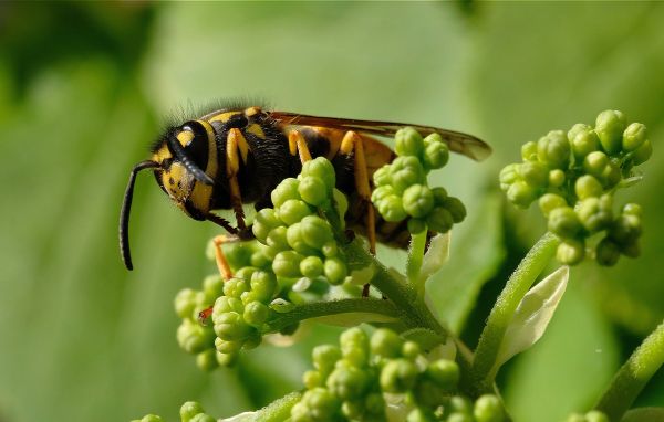 Die Deutsche Wespe (Vespula germanica) baut jährlich ein neues Nest. Es ist gräulich gefärbt. Foto: Makrowilli