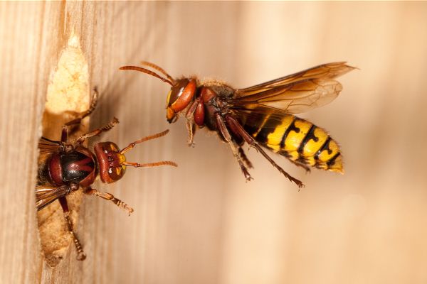 Die europäische Hornisse (Vespa crabro) lebt in Staaten von 300-700 Tieren. Foto: Johannes Selmansberger
